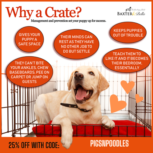 Crate Training Your Puppy or Adult Dog: Everything You Need to Know